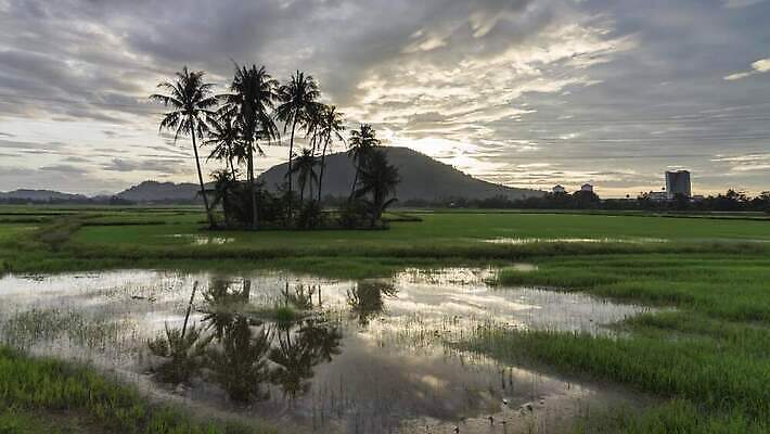 나무 식물 구름 실루엣 백그라운드 잎 밭 농업 자연 하늘 날씨 손바닥 풍경 잔디 초원 사람없음 야외 목재 초록색 여름 파란색 컬러풀 햇빛 태양 농장 맑음 봄 흰색 전원 시골 땅 언덕 장면 코코넛 내추럴 파라다이스 수평선 4K 타임랩스 MP4 해외동영상 클립영상 자연요소 손 계절 산업 컬러 과일 재료 촬영기법 전기에너지 생태계 동영상 파일형식
