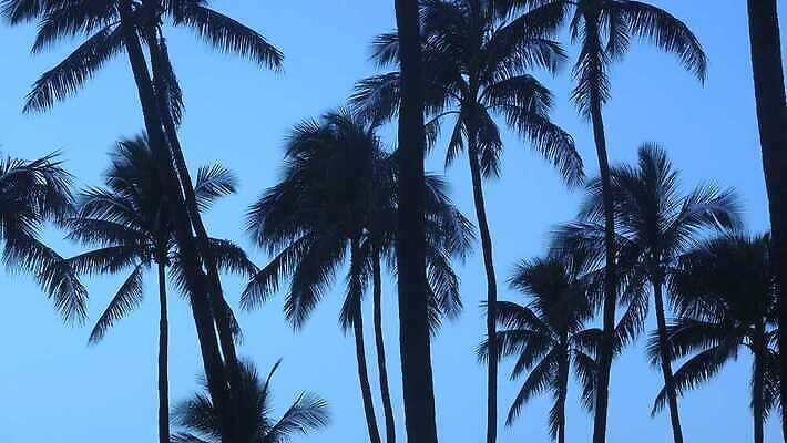 나무 실루엣 바다 섬 여행 백그라운드 패턴 모션 자연 벽지 바람 추상 휴가 따뜻함 손바닥 사람없음 여름 야자수 일출 황혼 일몰 낭만 자유 수확 전원 그룹 탈출 복고 하와이 캘리포니아 장면 코코넛 이국적 파라다이스 알로하 4K MOV 해외동영상 클립영상 자연요소 식물 손 계절 컨셉 무늬 농업 과일 날씨 촬영기법 노을 미국 인사 전기에너지 생태계 동영상 파일형식