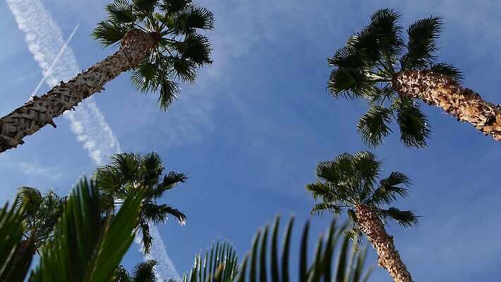 디자인 상징 로우앵글 여행 백그라운드 하늘 휴가 왕관 사람없음 여름 야자수 햇빛 뷰티 맑음 미국 꿈 자유 분위기 질감 심플 캘리포니아 태평양 할리우드 로스앤젤레스 이국적 파라다이스 카피스페이스 미니멀 4K 산타모니카 MP4 해외동영상 클립영상 나무 계절 바다 뷰포인트 컨셉 북아메리카 날씨 태양 공백 동영상 파일형식