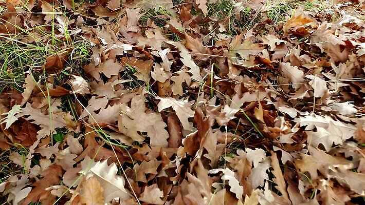 나무 식물 디자인 계절 공원 컬러 백그라운드 이동 단풍 잎 패턴 오렌지 모션 자연 추상 바닥 건조 사람없음 야외 빨간색 초록색 컬러풀 뷰티 갈색 노란색 정원 보라색 활발 가을 황금 숲 9월 11월 땅 질감 10월 내추럴 넘어짐 땅바닥 많음 1인칭시점 4K MP4 해외동영상 클립영상 시선 공공시설 컨셉 무늬 과일 날짜 생태계 동영상 파일형식