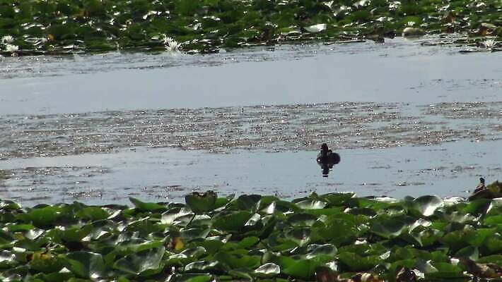동물 유럽 호수 야생동물 바다 자연 조류 덴마크 사람없음 야외 빨간색 물 뷰티 반사 검은색 봄 잠수부 서식지 다뉴브강 동물상 4K MP4 해외동영상 클립영상 자연요소 계절 나라 컬러 북유럽 조형물 전문직 생태계 동영상 파일형식
