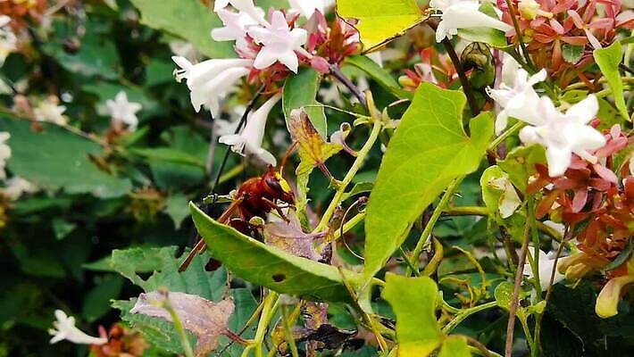 식물 동물 꽃 곤충 잎 날개 모션 자연 건조 동양인 사람없음 갈색 환경 나뭇가지 잡기 닫기 말벌 묘사 속도 보케 광택 아이비 이륙 느림 동물상 블러효과 소셜 진실 MP4 해외동영상 클립영상 나무 컬러 인종 조형물 벌_곤충 생태계 동영상 블러 파일형식 효과