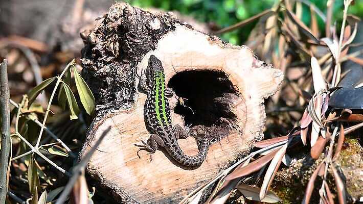 나무 동물 척추동물 응시 야생동물 모래 컬러 여행 백그라운드 파충류 자연 생물 동물원 저울 종류 사람없음 야외 초록색 물 반려동물 갈색 머리 사막 흰색 용 닫기 숲 위험 피부 공룡 눈금 꼬리 도마뱀 육식동물 변장 이구아나 내추럴 기어가기 고립 동물상 이국적 4K MP4 해외동영상 클립영상 자연요소 식물 시선 컨셉 모션 신체부위 조형물 생태계 동영상 파일형식