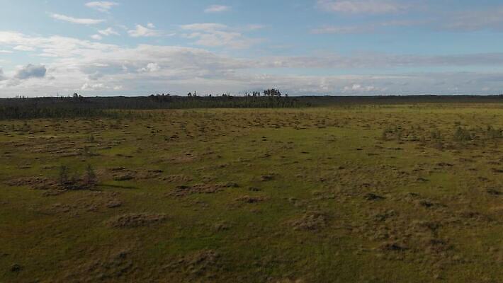 나무 잎 자연 표면 건조 이끼 사람없음 야외 초록색 물 강 환경 맑음 황무지 습지 숲 땅 내추럴 변소 4K MOV 해외동영상 클립영상 자연요소 식물 컬러 날씨 생태계 동영상 파일형식