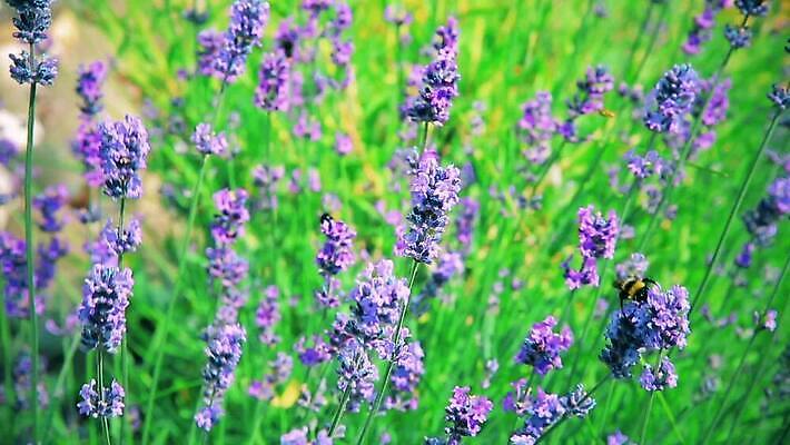 식물 계절 꽃잎 꽃 줄기 분홍색 컬러 백그라운드 꽃무늬 밭 자연 바람 씨앗 사람없음 야외 초록색 파란색 컬러풀 정원 맑음 보라색 봄 벚꽃 시골 신선 개화 닫기 묘사 꽃가루 내추럴 수레국화 MOV 해외동영상 클립영상 자연요소 무늬 농업 모션 날씨 가루 생태계 동영상 파일형식