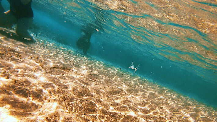 동물 야생동물 바다 컬러 여행 백그라운드 자연 멕시코 어류 사람없음 빨간색 물 여름 파란색 빛 햇빛 태양 뷰티 수중 수영 광선 동굴 산호 아래 사진사 생태계 다이빙 장면 암초 깊이 칸쿤 4K 수중영상 MOV 해외동영상 클립영상 자연요소 계절 북아메리카 수중동물 수상스포츠 자포동물 방향 작가 위치 동영상 수중스포츠 파일형식