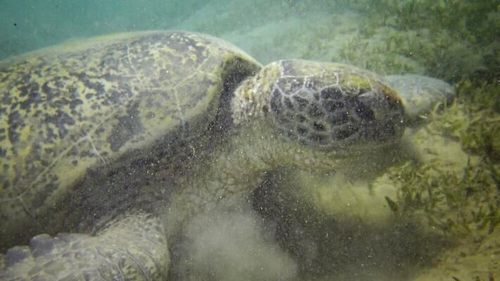동물 야생동물 바다 백그라운드 파충류 자연 이집트 어류 사람없음 초록색 물 파란색 바닷속 수중 수영 수중동물 산호 산호초 거북이 잠수부 플라스틱 다이빙 스쿠버다이빙 암초 홍해 해파리 깊이 생태학 이국적 4K MP4 해외동영상 클립영상 자연요소 교육 컬러 아프리카 재질 수상스포츠 수중식물 자포동물 전문직 생태계 동영상 수중스포츠 파일형식