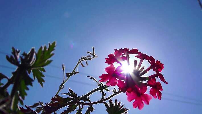 식물 계절 꽃잎 꽃 분홍색 컬러 백그라운드 꽃무늬 자연 사람없음 야외 초록색 물 여름 태양 뷰티 정원 봄 벚꽃 개화 그림 내추럴 프리뮬러 카피스페이스 4K MP4 해외동영상 클립영상 자연요소 무늬 공백 생태계 동영상 파일형식