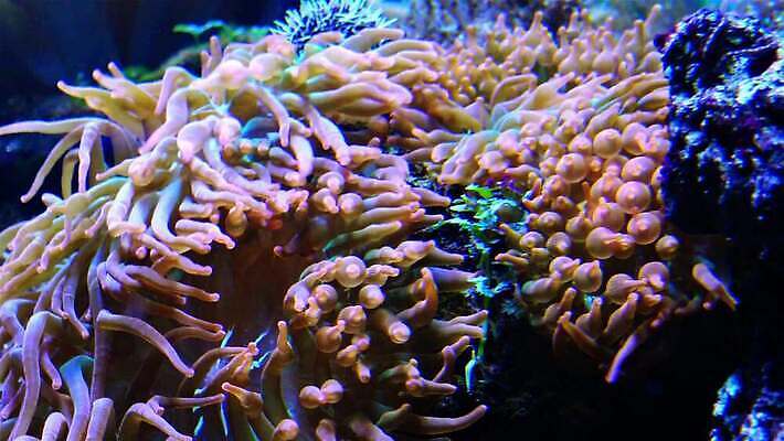 동물 야생동물 자연 왕관 어류 사람없음 환경 바닷속 수중 수영 광대 산호 산호초 닫기 다이빙 스쿠버다이빙 암초 수족관 해파리 깊이 이국적 포식 4K MP4 해외동영상 클립영상 모션 수중동물 수상스포츠 수중식물 자포동물 생태계 동영상 수중스포츠 파일형식