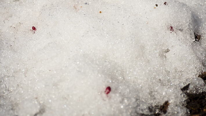 식물 계절 백그라운드 겨울 밭 자연 날씨 따뜻함 초원 사람없음 야외 초록색 물 빛 태양 새싹 냉동 얼음 봄 흰색 녹음 닫기 시원함 땅 유기농 서리 내추럴 작약 4K MOV 해외동영상 클립영상 자연요소 웰빙 꽃 컬러 농업 모션 기록 생태계 동영상 파일형식