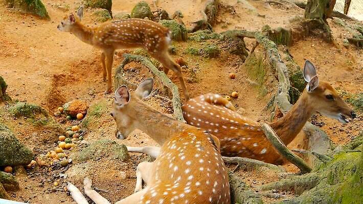 동물 공원 여자 남자 아시아 야생동물 밭 포유류 자연 초식동물 털 뿔 사람없음 야외 태양 머리 봄 흰색 아기 점 숲 방목 귀 뿌리 서식지 내추럴 동물상 아기사슴 암사슴 전국 MOV 해외동영상 클립영상 자연요소 계절 공공시설 나라 새끼 컬러 농업 사슴 사람 신체부위 조형물 축산업 암컷 생태계 동영상 파일형식