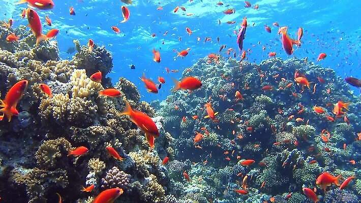 식물 야생동물 바다 오렌지 자연 이집트 어류 사람없음 물 파란색 환경 수중 산호 산호초 홍해 동물상 소금물 MP4 해외동영상 클립영상 자연요소 동물 컬러 과일 아프리카 조형물 수중동물 수중식물 자포동물 생태계 동영상 파일형식