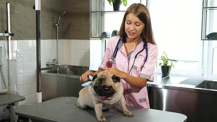 식물 분홍색 창문 발 탁자 털 종류 한명 미소 초록색 파란색 반려동물 금발 목도리 목욕 시험 간호사 의사 흰색 대접 가운 입 개 질병 혀 귀 수의사 돌봄 총구 치유 안락 4K MOV 해외동영상 클립영상 동물 1 헤어스타일 잡화 옷 교육 컬러 가구 컨셉 포유류 의학 모션 표정 사람 신체부위 청결 의료진 동영상 파일형식