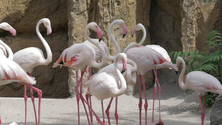 동물 유럽 분홍색 조류 동물원 종류 사람없음 그룹 스페인 플라밍고 동물상 발렌시아 4K MOV 해외동영상 클립영상 나라 컬러 조형물 동영상 파일형식