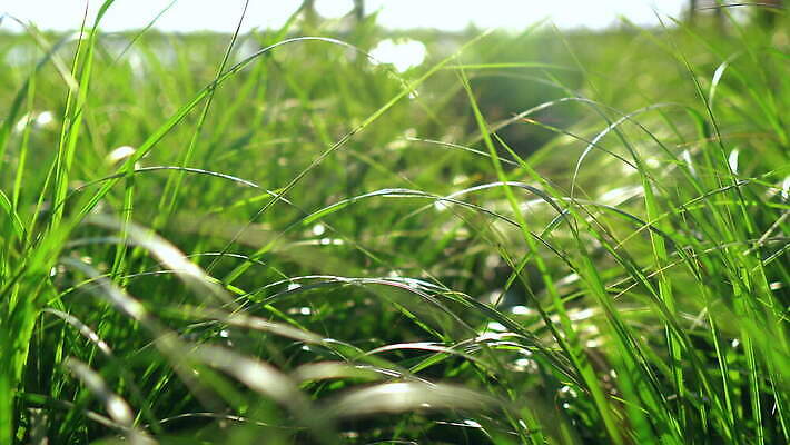 식물 잎 자연 사람없음 야외 초록색 햇빛 4K MOV 해외동영상 클립영상 컬러 태양 생태계 동영상 파일형식