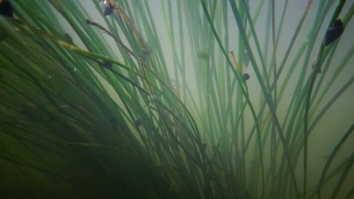 식물 야생동물 모션 자연 사람없음 초록색 강 수중 흐름 해조류 흔들림 광합성 산화 4K 수중영상 MP4 해외동영상 클립영상 동물 컬러 컨셉 해양식물 생태계 동영상 파일형식