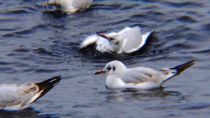 동물 호수 야생동물 바다 백그라운드 겨울 날개 자연 갈매기 조류 오리 사람없음 초록색 물 농장 머리 흰색 연못 깃털 부리 물새 청둥오리 고립 달리기선수 청어 4K MP4 해외동영상 클립영상 자연요소 계절 컬러 농업 어류 신체부위 생태계 육상선수 동영상 파일형식