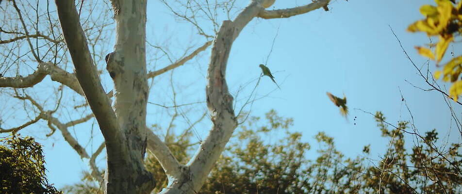 나무 동물 공원 날개 자연 조류 앉기 사람없음 야외 초록색 나뭇가지 숲 앵무새 서식지 내추럴 잉꼬 4K MOV 해외동영상 슬로모션 클립영상 식물 공공시설 컬러 모션 촬영기법 생태계 동영상 파일형식