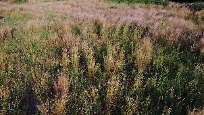 식물 계절 지구 컬러 컨셉 잎 밭 농업 자연 잔디 사람없음 야외 초록색 빛 환경 맑음 시골 신선 내추럴 볏집 4K MOV 해외동영상 클립영상 산업 날씨 생태계 동영상 파일형식