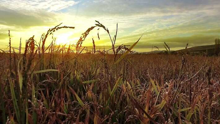 식물 구름 계절 줄기 컬러 백그라운드 밭 농업 모션 자연 하늘 건조 옥수수 씨앗 풍경 사람없음 야외 여름 농작물 햇빛 태양 농장 농경지 노란색 일출 맑음 일몰 산책 성장 가을 시골 땅 밀 보리 귀 장면 밀짚 내추럴 숙성 호밀 4K MP4 해외동영상 클립영상 자연요소 산업 날씨 휴식 곡류 신체부위 노을 짚 생태계 동영상 파일형식