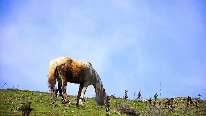 동물 꽃 밭 농업 포유류 자연 사람없음 초록색 파란색 농장 갈색 목장 시골 군중 방목 갈기 망아지 동물상 밭일 찰과상 수평선 MOV 해외동영상 클립영상 식물 산업 새끼 컬러 사람 조형물 말_동물 축산업 상처 생태계 동영상 파일형식