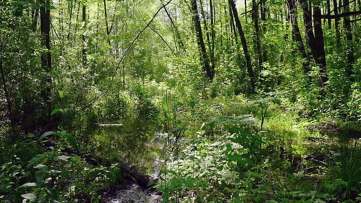 나무 식물 계절 야생동물 백그라운드 잎 자연 사람없음 야외 초록색 물 햇빛 환경 습기 나뭇가지 숲 내추럴 변소 삼림지대 MOV 해외동영상 클립영상 자연요소 동물 컬러 태양 생태계 동영상 파일형식