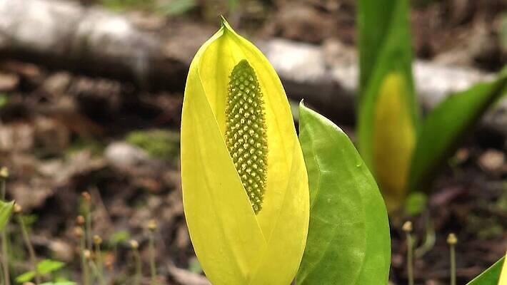 식물 꽃 컬러 자연 잉글랜드 사람없음 초록색 물 노란색 봄 젖음 습지 양배추 냄새 변소 서쪽 워싱턴 4K MP4 해외동영상 클립영상 자연요소 계절 채소 영국 미국 방향 생태계 동영상 파일형식