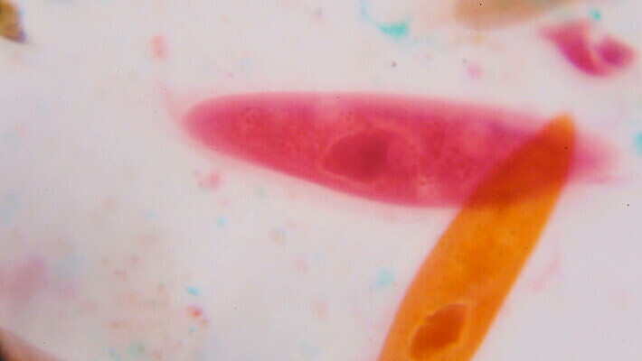 동물 디자인 과학 백그라운드 패턴 오렌지 추상 생물 세포 현미경 실험 미술 사람없음 그래픽 빨간색 초록색 물 갈색 견본 페인트 연못 실험실 확대 작음 싱글 유기농 질감 생물학 원시시대 그런지 동물상 많음 MOV 해외동영상 클립영상 자연요소 웰빙 교육 컬러 컨셉 무늬 과일 문화예술 실험기구 조형물 역사 크기 동영상 파일형식