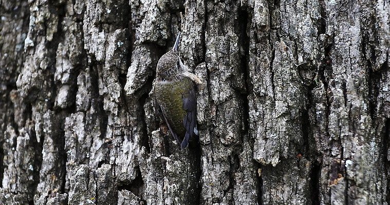 나무 야생동물 자연 조류 사람없음 야외 황무지 닫기 나무껍질 벌새 4K MOV 해외동영상 클립영상 식물 동물 모션 껍질 생태계 동영상 파일형식