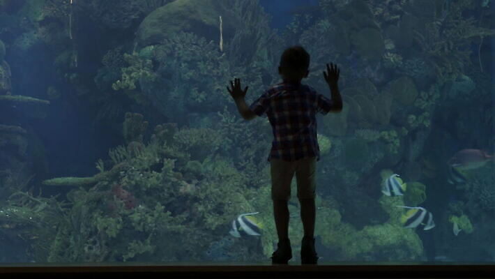 동물 야생동물 바다 동물원 갑각류 어류 소년 사람없음 물 금발 수중 게 스페인 작음 큼 지루함 생물학 수족관 동물상 발렌시아 4K MOV 해외동영상 클립영상 자연요소 헤어스타일 교육 남자 감정 유럽 어린이 조형물 수중동물 크기 동영상 파일형식