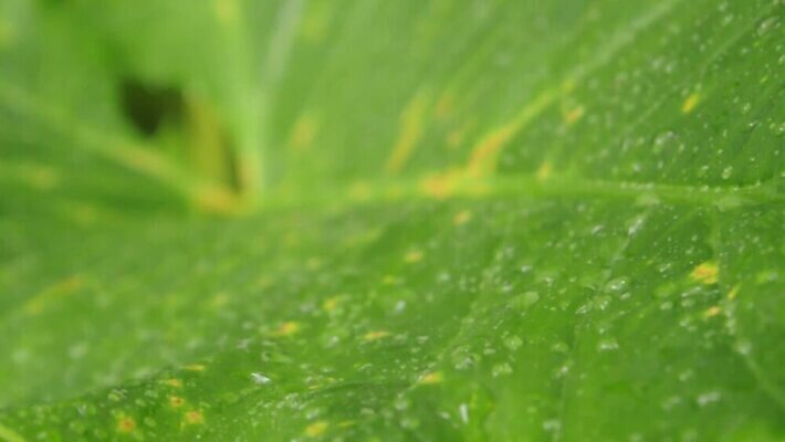 나무 백그라운드 단풍 잎 자연 날씨 사람없음 야외 초록색 물 여름 빛 햇빛 반사 환경 고요 봄 젖음 성장 가을 물방울 신선 투명 액체 떨어짐 이슬 빗방울 사회이슈 순수 환경보전 생태계 웅덩이 열대기후 MOV 해외동영상 클립영상 자연요소 식물 계절 컬러 컨셉 태양 비_날씨 동영상 파일형식