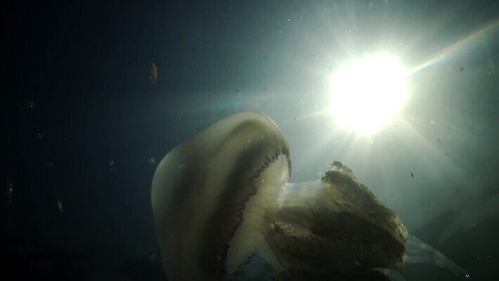 동물 야생동물 바다 자연 생물 무척추동물 통 풍경 사람없음 환경 바닷속 수중 지중해 생태계 생물학 젤리 해파리 생태학 소금물 4K 수중영상 MP4 해외동영상 클립영상 교육 디저트 자포동물 동영상 파일형식