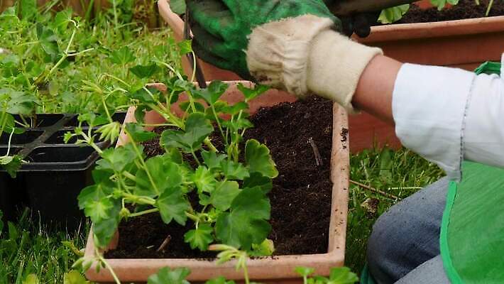 식물 백인 손 여자 꽃 분홍색 장갑 자연 사람 성인 취미 야외 초록색 정원 봄 냄비 꽃집 심기 원예사 제라늄 4K MP4 해외동영상 클립영상 서양인 직업 잡화 계절 컬러 모션 신체부위 상점 솥 생태계 동영상 파일형식