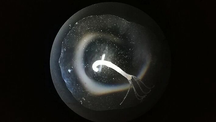 과학 백그라운드 추상 생물 세포 건강 현미경 실험 사람없음 약 견본 고통 그룹 실험실 바이러스 닫기 확대 질병 작음 생물학 감염 전염 미생물 원시시대 박테리아 고립 돌봄 면역력 식민지 MP4 해외동영상 클립영상 교육 감정 무늬 의학 모션 실험기구 역사 크기 동영상 파일형식