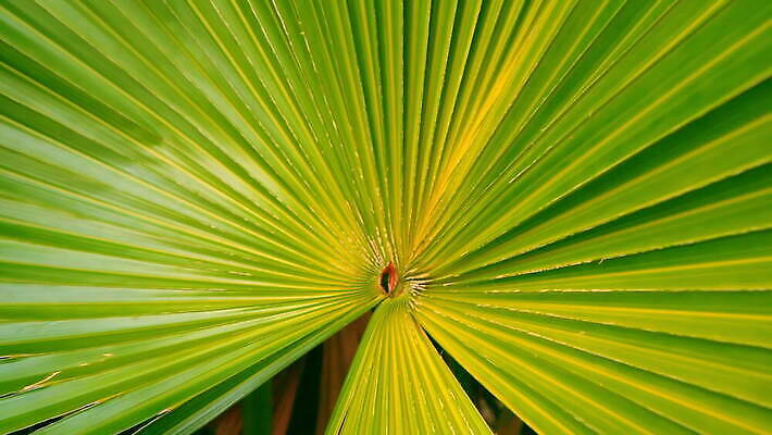 나무 식물 계절 공원 잎 꽃무늬 자연 열대 손바닥 사람없음 목재 초록색 야자수 태양 정원 맑음 놀람 분위기 닫기 숲 큼 열대우림 묘사 남쪽 아열대 이국적 그리너리 4K MOV 해외동영상 클립영상 자연요소 손 공공시설 꽃 감정 컬러 컨셉 무늬 재료 모션 날씨 표정 크기 방향 생태계 동영상 파일형식 트랜드컬러