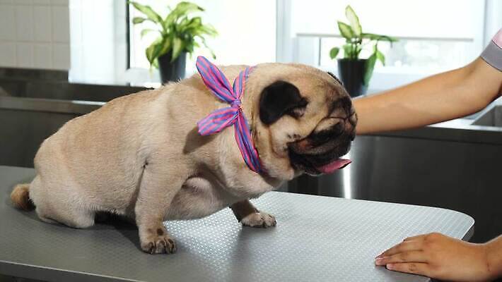 식물 분홍색 창문 발 탁자 털 병원 종류 한명 미소 초록색 파란색 반려동물 금발 목도리 목욕 시험 간호사 흰색 대접 가운 입 개 혀 귀 수의사 돌봄 발톱 총구 치유 타격 안락 4K MOV 해외동영상 클립영상 동물 1 헤어스타일 잡화 옷 교육 컬러 가구 컨셉 포유류 의학 모션 표정 사람 신체부위 청결 의료진 의사 동영상 파일형식