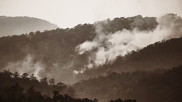 나무 태국 자연 산 동양인 사람없음 야외 환경 손상 뜨거움 황무지 연기 보호 야간 저녁 숲 위험 열대우림 캘리포니아 장면 온도 브라질 내추럴 아마존 재 재앙 화상 4K MOV 해외동영상 클립영상 자연요소 식물 아시아 컨셉 인종 미국 남아메리카 상처 생태계 동영상 파일형식