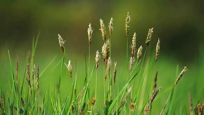 식물 라이프스타일 꽃 잎 밭 자연 하늘 아침 풍경 잔디 초원 사람없음 야외 초록색 물 파란색 컬러풀 노란색 환경 정원 봄 젖음 성장 물방울 신선 액체 개화 보호 이슬 땅 빗방울 보케 내추럴 완전 4K MP4 해외동영상 클립영상 주간 자연요소 계절 컬러 컨셉 농업 생활 비_날씨 생태계 동영상 파일형식