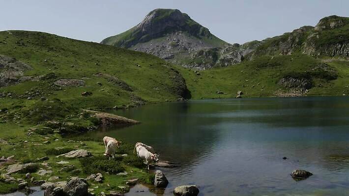 동물 호수 음료 밭 농업 산 사람없음 야외 초록색 물 농장 소고기 마시기 흰색 소 유기농 생물학 알프스 밭일 반추동물 4K MP4 해외동영상 클립영상 자연요소 웰빙 교육 유럽 산업 컬러 포유류 모션 육류 동영상 파일형식