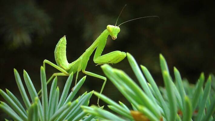 동물 여자 야생동물 곤충 잎 절지류 자연 무척추동물 안테나 사람없음 초록색 흰색 기도 육식동물 포식 4K MP4 해외동영상 클립영상 식물 컬러 통신 사람 생태계 동영상 파일형식