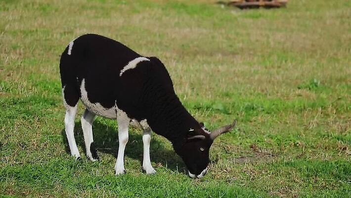 동물 백그라운드 밭 농업 포유류 자연 새로움 산 털 육류 경사 사람없음 야외 초록색 농장 농경지 평화 환경 검은색 가축 흰색 시골 양 그룹 닫기 군중 방목 아일랜드 양고기 내추럴 양모 램 방목장 밭일 목가 MOV 해외동영상 클립영상 유럽 산업 컬러 컨셉 식재료 모션 사람 직물 축산업 생태계 동영상 파일형식