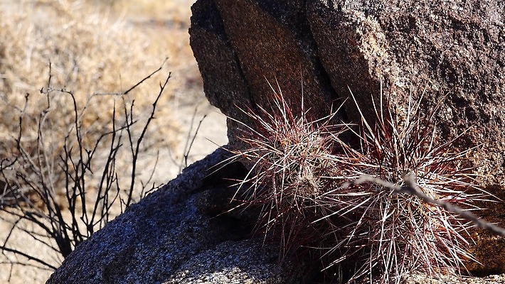 나무 식물 꽃 백그라운드 자연 선인장 건조 사람없음 초록색 사막 뜨거움 가시 척추 날카로움 애리조나 내추럴 다육식물 4K MP4 해외동영상 클립영상 컬러 뼈 미국 생태계 동영상 파일형식