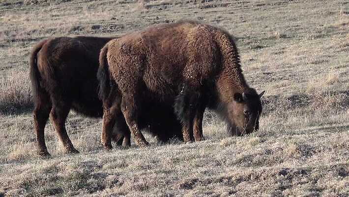 동물 공원 남자 야생동물 포유류 자연 털 사람없음 여름 갈색 계곡 미국 군중 방목 들소 황소 짝짓기 와이오밍 전국 4K MP4 해외동영상 클립영상 계절 공공시설 컬러 북아메리카 사람 소 축산업 생태계 동영상 파일형식