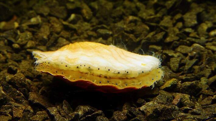 동물 자연 조개 연체동물 사람없음 껍질 가리비 식용 4K 저서생물 MP4 해외동영상 클립영상 어패류 생물 무척추동물 생태계 동영상 파일형식