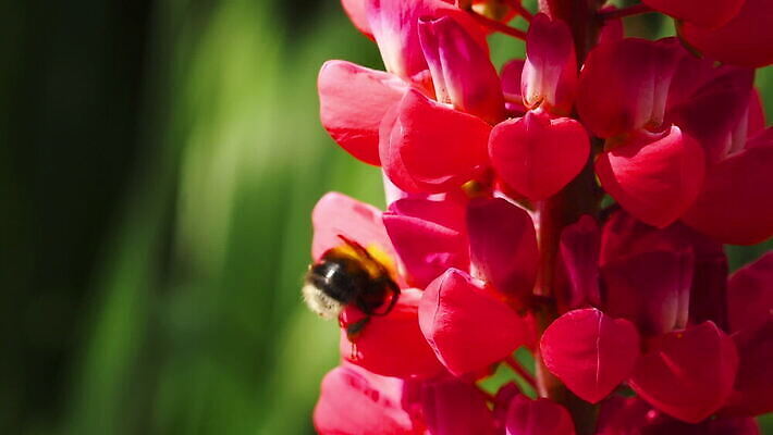 식물 동물 꽃 곤충 백그라운드 꽃무늬 자연 사람없음 초록색 뷰티 보라색 봄 벚꽃 개화 수분 제비꽃 꽃가루 꿀 내추럴 호박벌 MOV 해외동영상 클립영상 계절 컬러 무늬 벌_곤충 가루 생태계 동영상 파일형식
