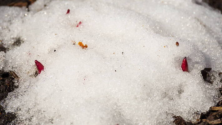 식물 계절 꽃 백그라운드 겨울 밭 자연 날씨 따뜻함 초원 사람없음 야외 초록색 물 빛 태양 새싹 냉동 얼음 봄 성장 흰색 녹음 닫기 시원함 땅 유기농 서리 내추럴 4K 타임랩스 MOV 해외동영상 클립영상 자연요소 웰빙 컬러 농업 모션 촬영기법 기록 생태계 동영상 파일형식