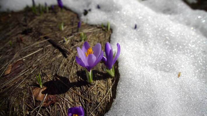 식물 계절 꽃 백그라운드 잎 겨울 전구 자연 날씨 부활절 사람없음 야외 초록색 햇빛 뷰티 정원 보라색 얼음 봄 들꽃 성장 벚꽃 흰색 눈송이 속도 시작 사프란 헌병 4K MP4 해외동영상 클립영상 자연요소 기념일 컬러 눈_날씨 태양 군인 향신료 생태계 동영상 파일형식