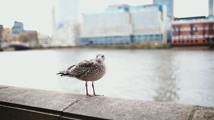 주간 구름 유럽 야생동물 모래 상징 여행 건축양식 갈매기 조류 하늘 아침 파노라마 사람없음 건물 물 빛 강 도시풍경 햇빛 고층빌딩 회색 도시 런던 수로 포트 스카이라인 동영상 랜드마크 수도권 왕국 템스강 MOV 해외동영상 클립영상 자연요소 동물 건축물 건축 나라 컬러 영국 잉글랜드 촬영기법 풍경 빌딩 태양 지역 파일형식