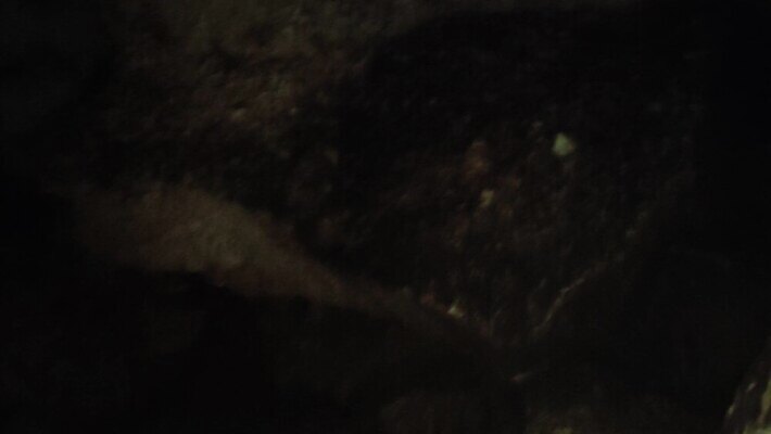 나무 식물 공원 야생동물 여행 백그라운드 잎 가이드 모션 자연 선인장 국립공원 사람없음 야외 목재 초록색 물 강 걷기 환경 개울 동굴 숲 열대우림 내추럴 도미니카공화국 이국적 4K MP4 해외동영상 클립영상 자연요소 동물 직업 공공시설 컬러 재료 남아메리카 생태계 동영상 파일형식