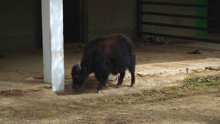 동물 공원 야생동물 포유류 자연 털 뿔 동물원 동양인 사람없음 농장 갈색 맑음 검은색 봄 소 큼 들소 황소 새장 내추럴 송아지 양모 동물상 방목장 총구 4K MP4 해외동영상 클립영상 계절 공공시설 새끼 컬러 농업 날씨 인종 조형물 직물 크기 생태계 동영상 케이지 파일형식